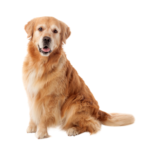 Dog Food in UK