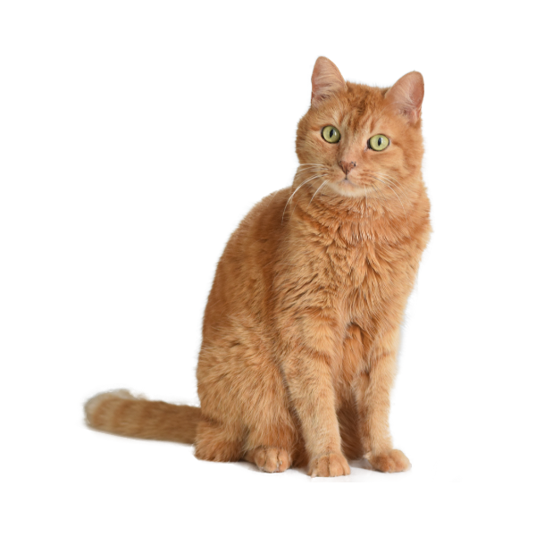 buy your best four legg friend cat food