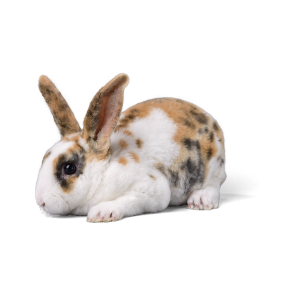 SMALL ANIMAL